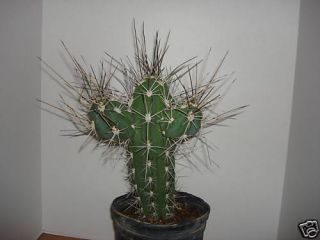 Stetsonia Coryne Toothpick Cactus 1gal