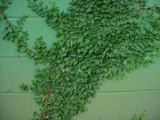 Creeping Fig Green Great Wall Climber One Gallon