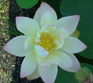 Green Maiden Water Lotus and Florikan Fertilizer Color Changing