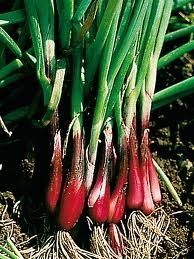 Red Green Onion Vegetable Seeds. Added seed packets can get Free