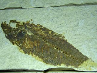 Pocket Change Fossil Eocene Fish Knightia 271