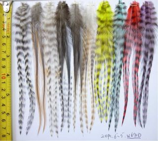 20 Whiting Grizzly Feathers for Hair Extensions w 20 Beads W670D 6 7