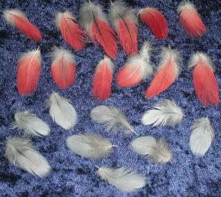 20 red and grey african grey macaw parrot bird feathers 1 to 2 5 long