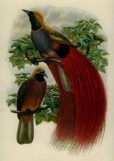 RARE Gould Lithograph Print Tropical Wildlife Australian Exotic Bird