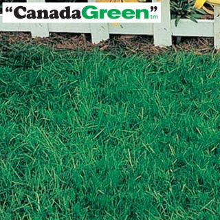 Canada Green Grass Seed 2 lb Bag   For Perfect Lawn New 2 pound 2lb