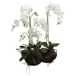 Tori Home 33 Two Phaleanopsis Orchid Plant in White   LFO136 WH