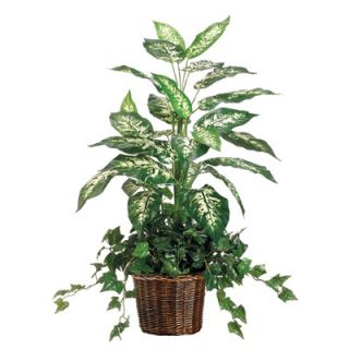 Tori Home 38 Dieffenbachia and Ivy Plant Arrangement with Wicker