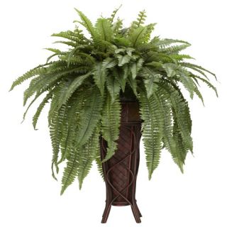 Indoor Plants Indoor Plants Online
