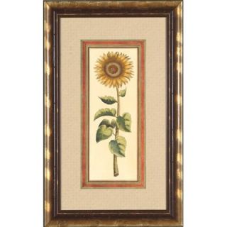 Phoenix Galleries Sunflower II Framed Print   OWP16187