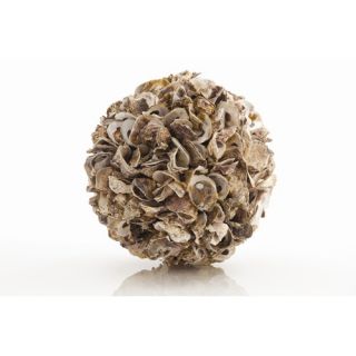 Kosta Authentic Oyster Shell Sphere in Natural