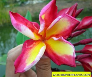 Plumeria with Rooted Billy Flower Very New Beauty