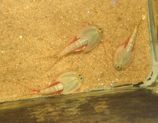  Queensland Triops Austrailensis