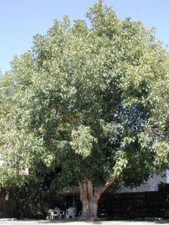 Sacred Fig Ficus Religiosa Bohdi Tree Fresh Seeds