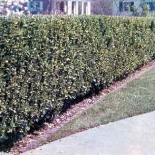  Privet 10 Live Bare Root Plants 12 18 Tall Can Make A Hedge