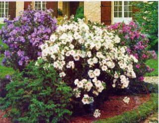 HIBISCUS SYRICUS,ROSE OF SHARON,ALTHEA   MIXED COLORS 100+ seeds,fresh