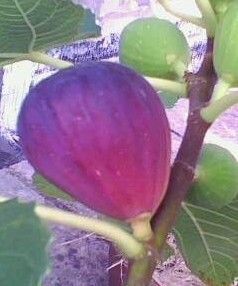 The Bo Ji Hong Fruit Fig One Year Tree`s Grow Your Own Plant