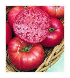 Mortgage Lifter Tomato Seeds Heirloom 75 2012 Seeds $1 69 Max Shipping