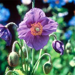 Ø¤º°°º¤Ø Hensel Violet Purple Himalayan Poppy 25 Seeds