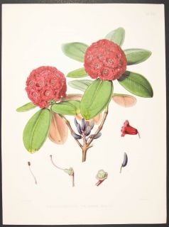 Hooker Fitch Rhododendron Fulgens 25 1849 Folio Botanical Lithograph