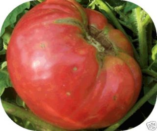 German Johnson Heirloom Tomato Open Pollinated Vegetable 75 Seeds Free