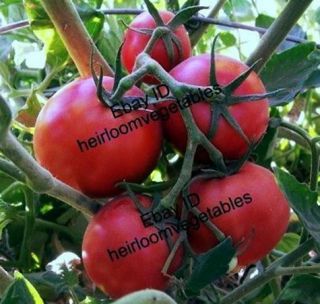 30 Druzba Bulgarian Heirloom Tomato Seeds