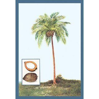 Coconut 12x18 Giclee on canvas