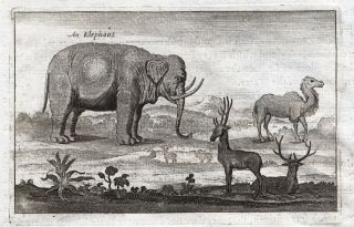   Print INDIAN ELEPHANT CAMEL DEER ASIA VOC Nieuhof Ogilby Hollar 1673