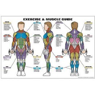 Exercise and Male Muscle Guide Laminated Fitness Poster