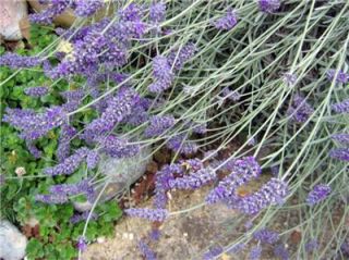 Hardy English Lavender Munstead Quart Perennial Plant