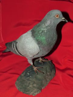 Beautiful Mounted Pigeon Stuffed Bird Taxidermy New