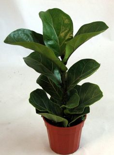 Fiddleleaf Fig Tree   Ficus   Great Indoor Tree   Easy   Potted