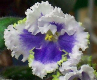 African Violet Plant Sea Foam Tropical Garden Indoor Flower
