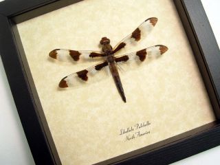 these large north american dragonflies are known as the twelve