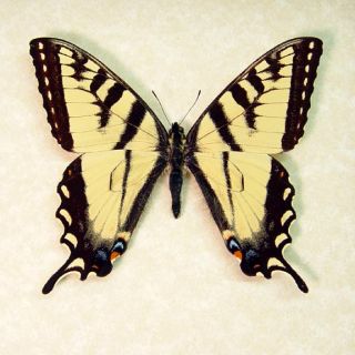 NORTH AMERICAN EASTERN SWALLOWTAIL
