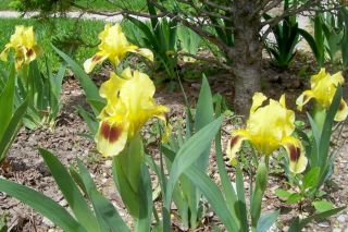 Live Plant Ritz Dwarf Bearded Iris Huge Blooms