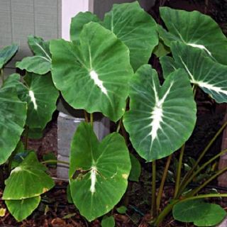 Colocasia Nancys Revenge sends out heaps of side stolons that will