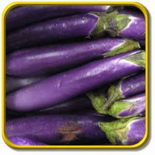 lb Long Purple Bulk Eggplant Seeds