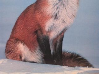 Red Fox Stephen J Krasemann Fabulous 20x24 Frame