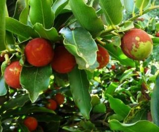 RARE Jackal Berry Exotic Fruit Seeds Diospyros Mespiliformis Buy USA