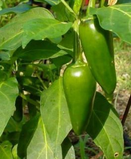 100 Tam Jalapeno Pepper Seeds Chili Pepper Mild Heat