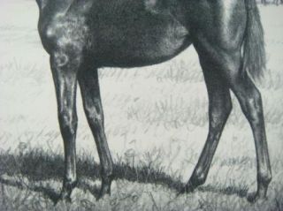 Vintage Original 1948 CW Anderson Horse Print Subdeb