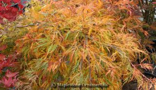 Dr Brown Japanese Maple 1 Year Tree