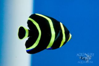 Juvenile French Angel Pomacanthus Paru Live Saltwater Fish