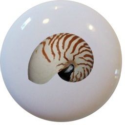 Nautilus Seashell Shell Cabinet Drawer Pull Knob
