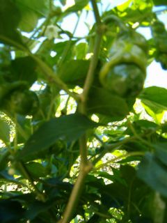 Packs of 20 2011 seeds RARE VERY HOT PETER PEPPER SEEDS a 2 for one