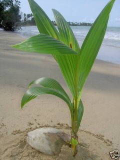 Live Tropical Coconut Palm Tree 2 Feet in Outdoor Plant