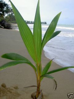 Live Tropical Coconut Palm Tree 3 Feet in Outdoor Plant