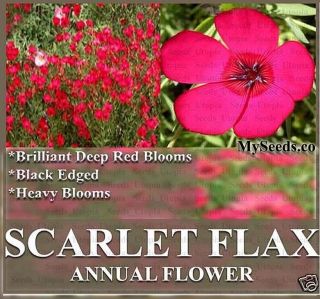 Scarlet Flax Linum Grandiflorum Rubrum Flower Seeds Indigenous to