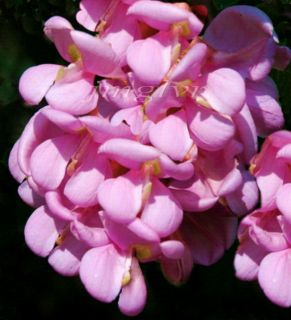 Pink Wisteria Pea Type Blooms Locust Tree Seeds RARE Robinia