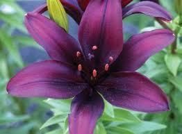 Lily Bulb Asiatic Dimension Great Gothic Garden Lily